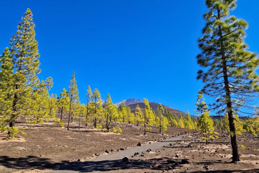 Teneryfa z dzieckiem – pogoda, atrakcje i praktyczne wskazówki Mirador de Sámara - Teneryfa