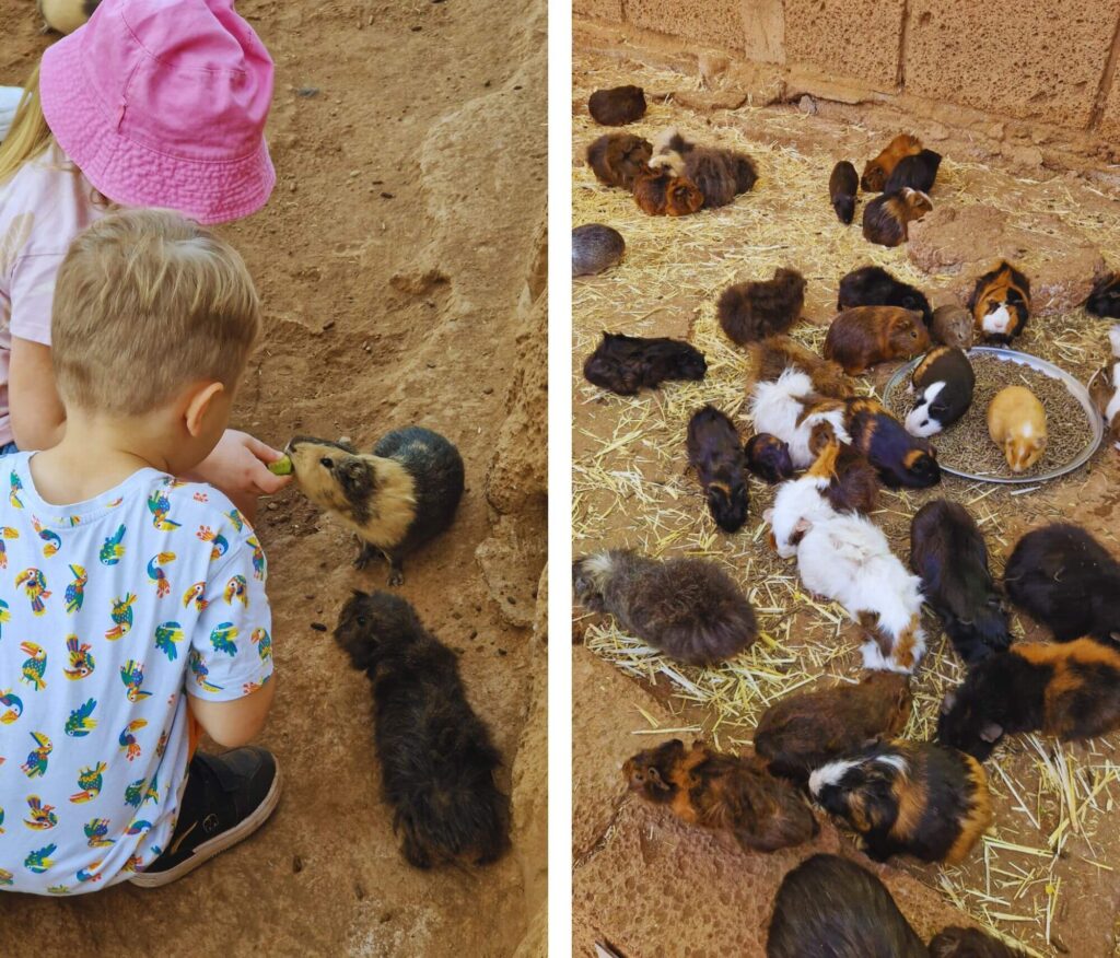 Teneryfa z dzieckiem – pogoda, atrakcje i praktyczne wskazówki Świnki morskie w Monkey Park