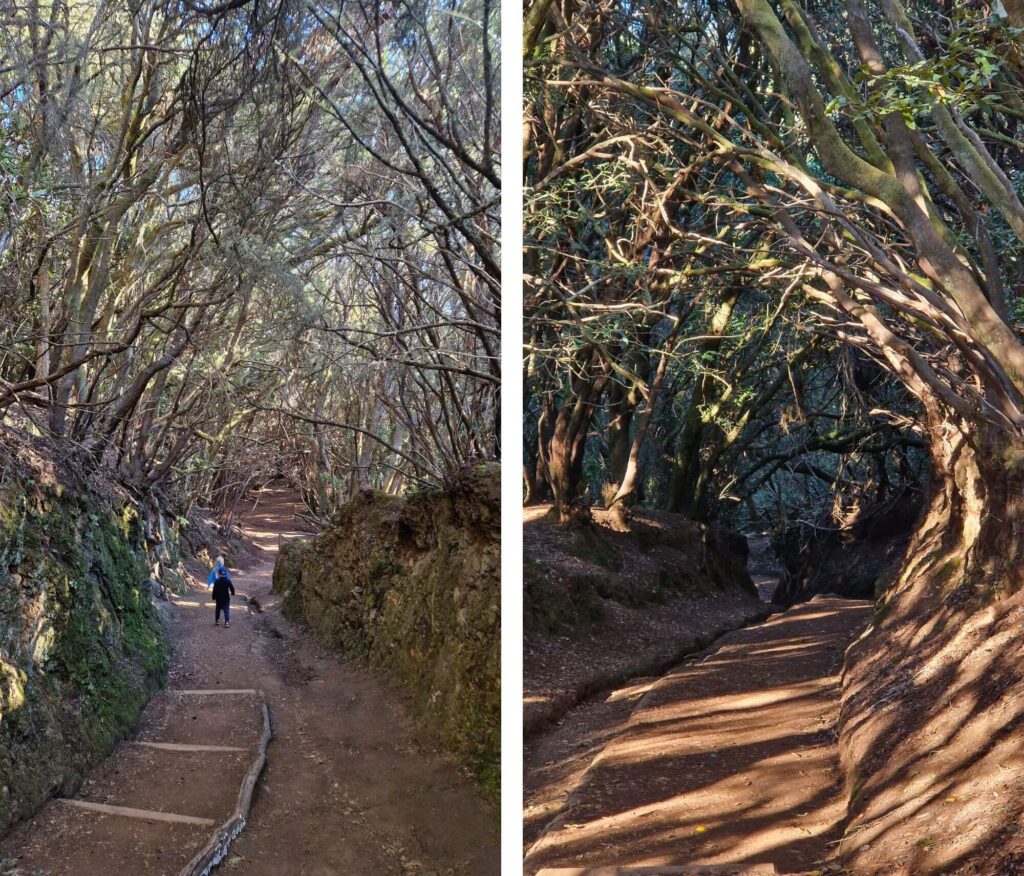 Teneryfa z dzieckiem – pogoda, atrakcje i praktyczne wskazówki Szlak Sendero de los Sentidos na Teneryfie