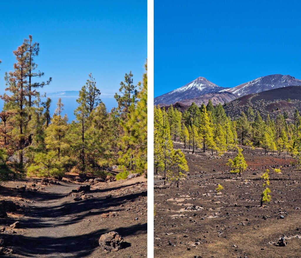 Teneryfa z dzieckiem – pogoda, atrakcje i praktyczne wskazówki Sosny kanaryjskie na Mirador de Sámara - Teneryfa