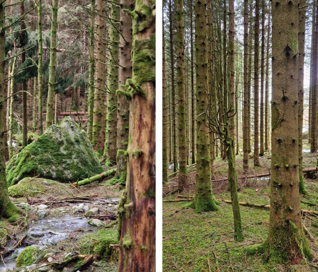 Ferie zimowe w Jørpelandzie: Plan podróży z dziećmi Eventyrskogen Bajkowy Las