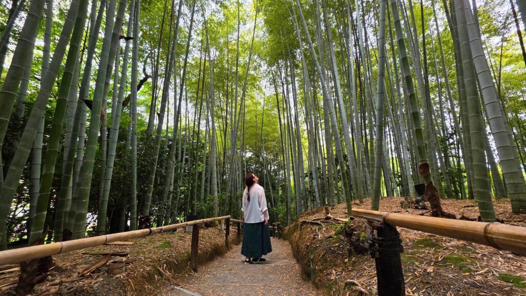Ile kosztuje wyjazd do Japonii na własną rękę? Zestawienie kosztów Las bambusowy w świątyni Kōdaiji, Kioto, Japonia