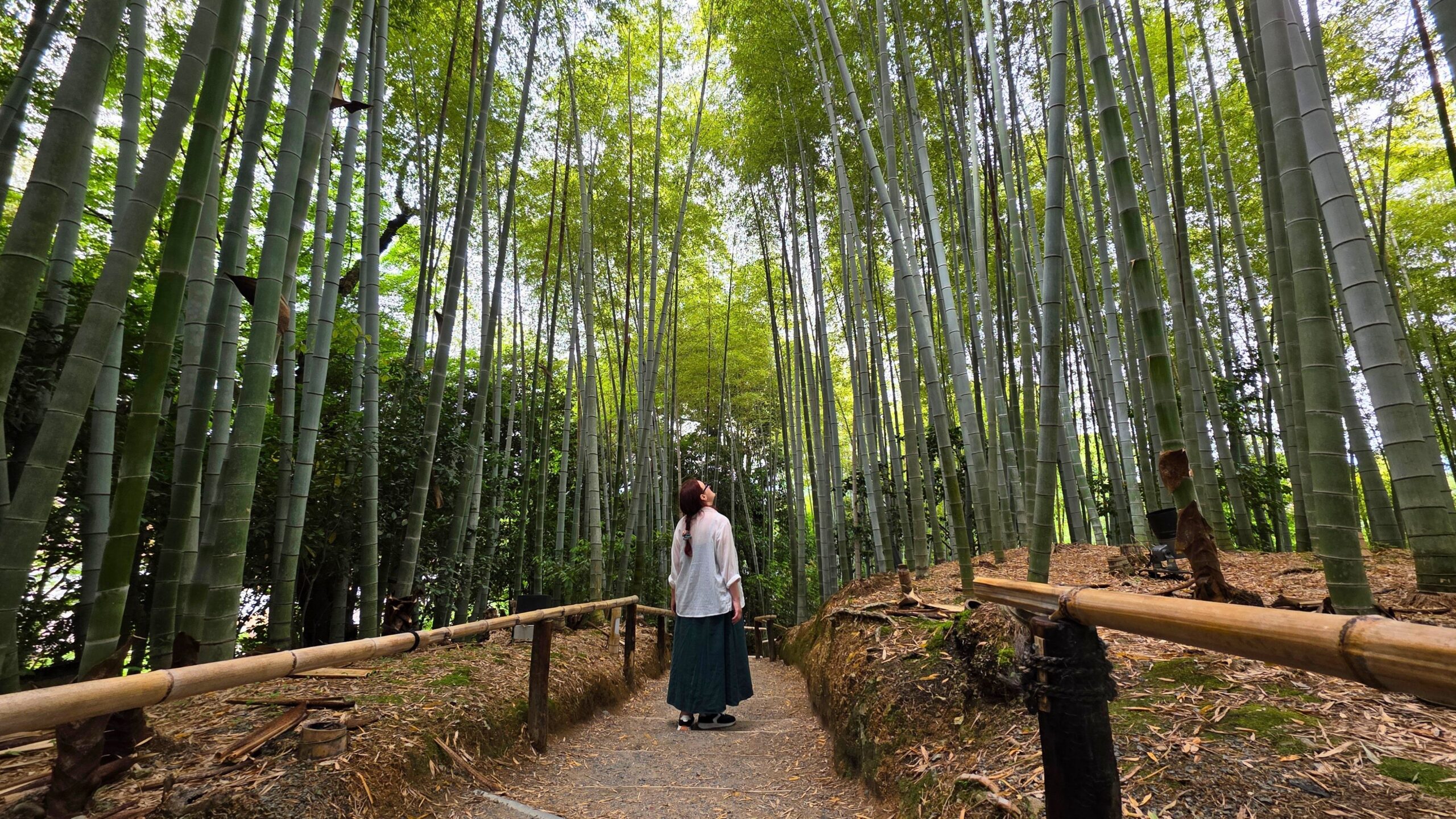 Ile kosztuje wyjazd do Japonii na własną rękę? Zestawienie kosztów Las bambusowy w świątyni Kōdaiji, Kioto, Japonia