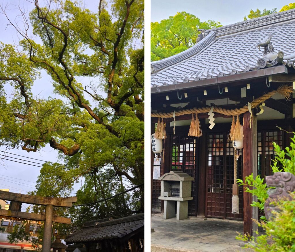 Kioto. Tych miejsc nie znajdziecie w przewodniku! Chram Imakumano-jinja i drzewo kamforowe, Kioto