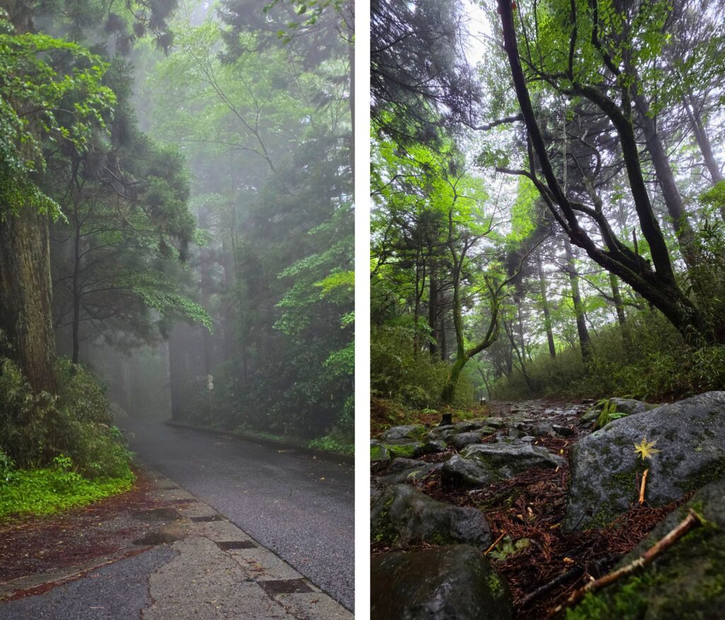 Hakone w deszczu. Czy to ma sens? Dawna droga Tokaido w Hakone