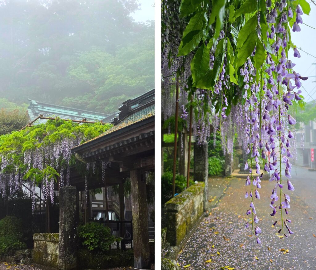 Hakone w deszczu. Czy to ma sens? Dawna droga Tokaido w Hakone, wisteria