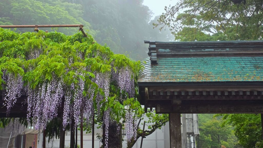 Hakone w deszczu. Czy to ma sens? Dawna droga Tokaido, wisteria, Hakone